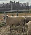 Sheep Trax Nolan 490N